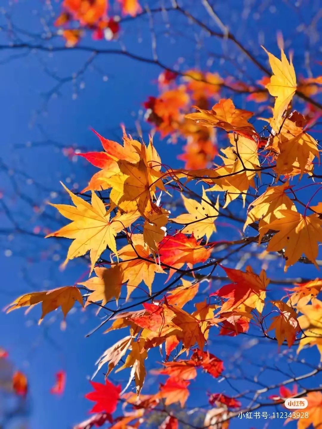 小红书|枫红了！广西标志性赏枫秘境，又到最佳观赏期！|广西旅游年卡