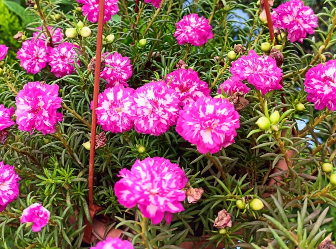 这4种植物寓意很好，代表勇气和坚强，非常适合家里养殖