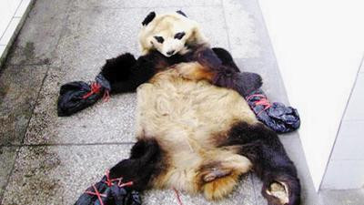 因为穷，3人打起了大熊猫的主意，?熊猫肉被吃掉，熊猫皮卖出天价