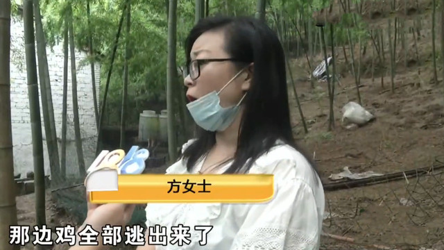 济南楼市|嫉妒养殖场很挣钱，房东无理要求涨7倍房租，被拒后放走1500只鸡