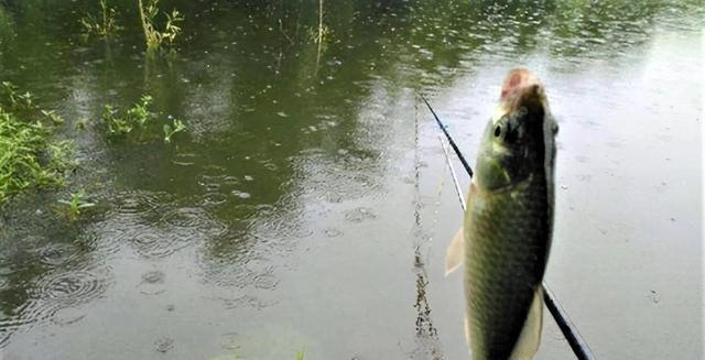 |夏季雨中钓鱼鱼口好，无小鱼闹窝；做好两点，大晴天钓鱼照样连竿