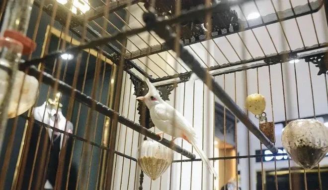 2018年他花178元买下一只怪鸟,结果2年后出价14万都不肯卖