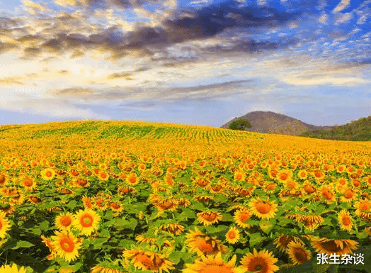 大学|高考志愿填报的一些思考