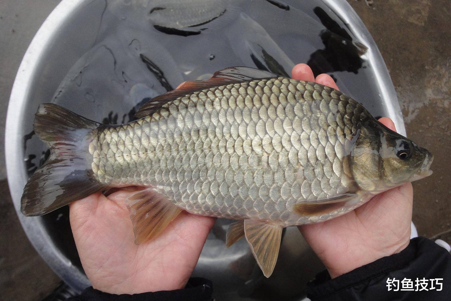 鲫鱼|初春野钓鲫鱼最简单的方法,出钓时机、选钓位、打窝、上鱼一条龙
