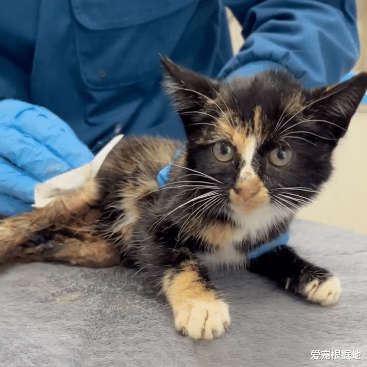 下半身瘫痪的小流浪猫，与猫妈妈相依为命，谁能救救它？