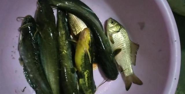 饵料|用蚯蚓钓鱼的技巧和弊端，只有使用得当，才能发挥蚯蚓的作用