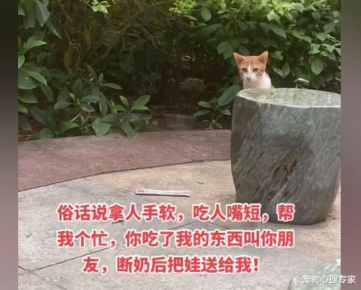 女子发现1只小奶猫,欣喜若狂以为捡到猫时,结局却有了反转
