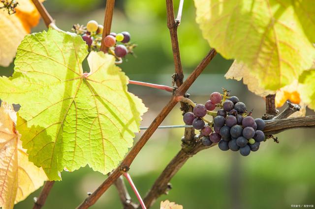 乡村庭院设计中,不可或缺的几样东西