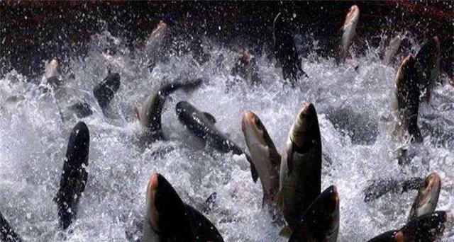 |“鱼儿露头，收竿快走”有没有科学依据？为什么？