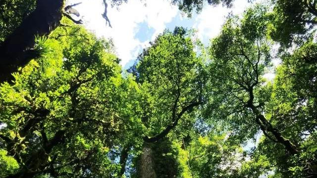 与牛顿同年生的“中国第一高树”，经历了什么？