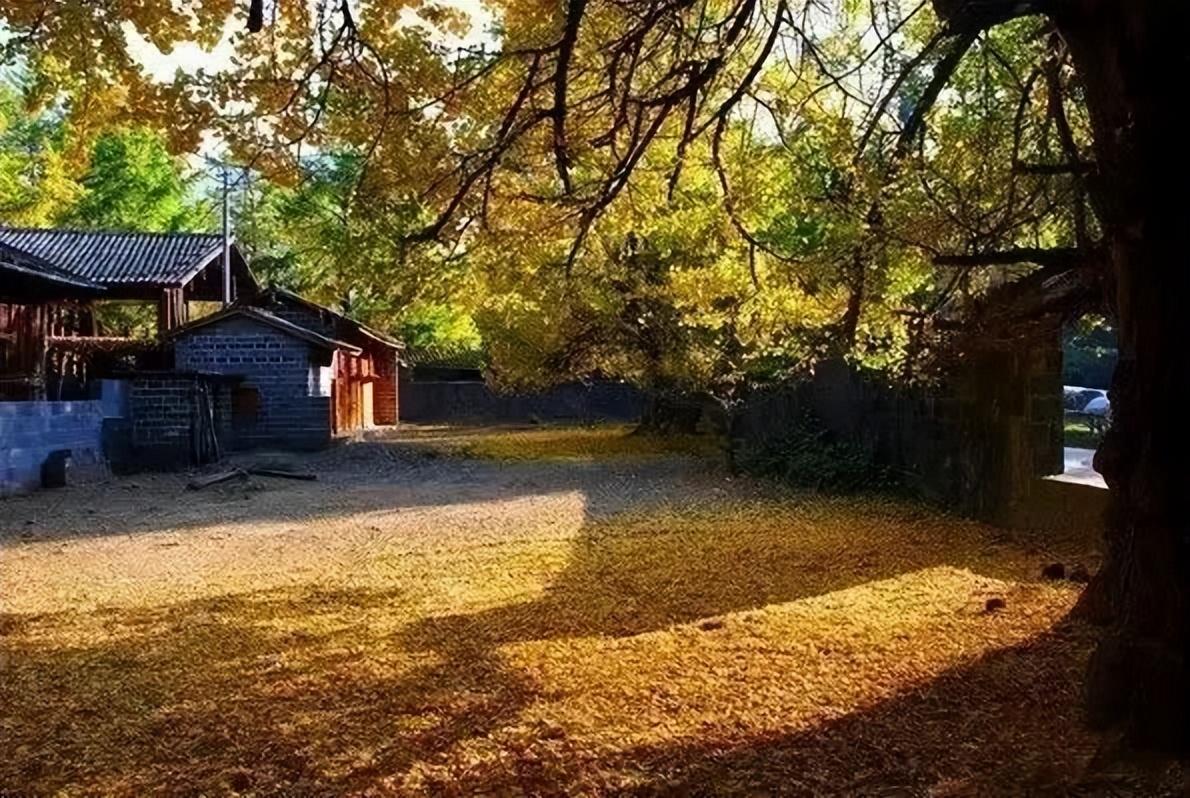 旅行社|这个秋天,你不能错过腾冲银杏村
