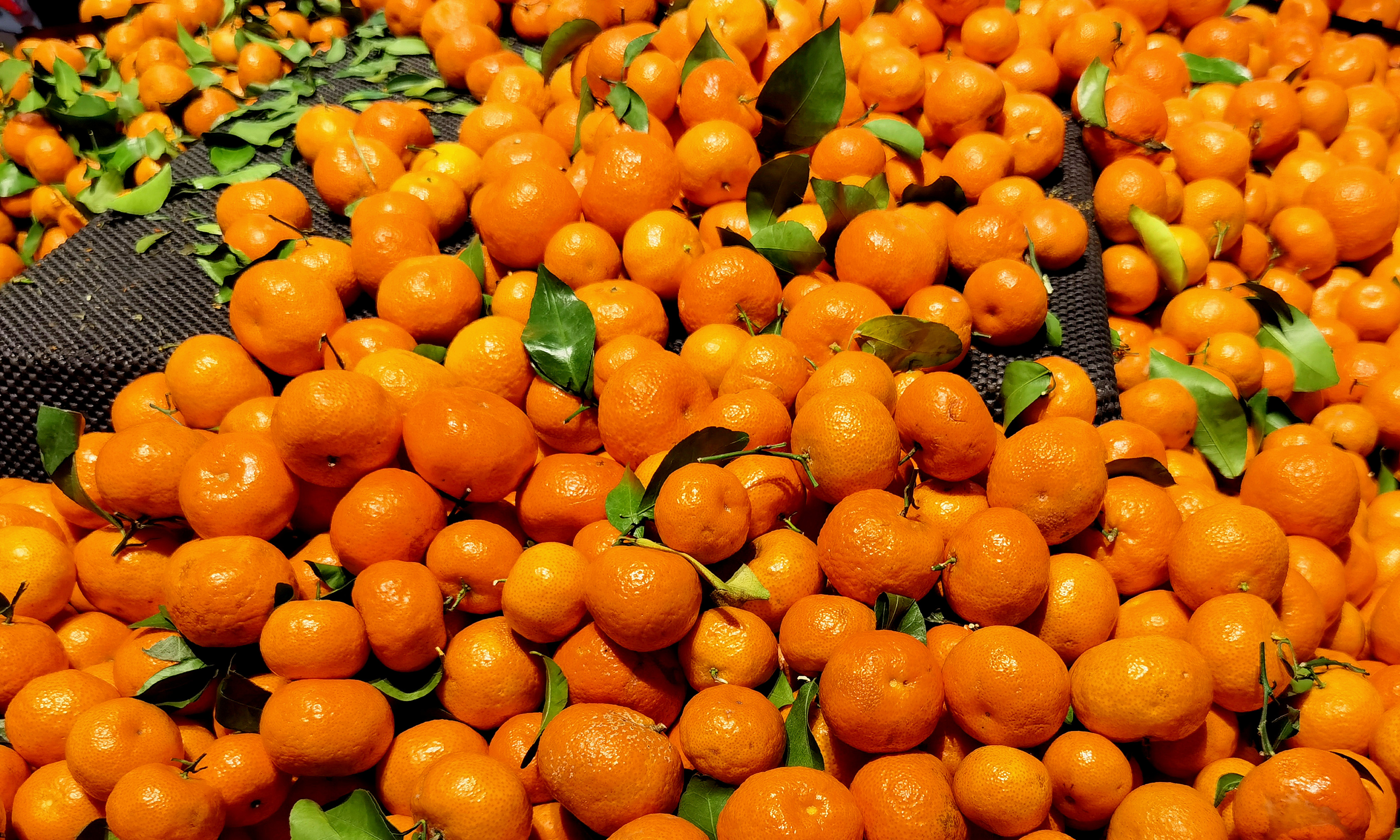 终于知道,为啥砂糖橘都是带叶卖,原来藏着“猫腻”,早知早受益