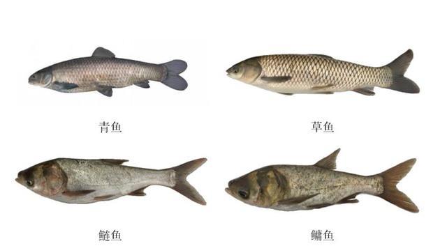 长江无鱼之困：“四大家鱼”基因受到威胁，我们该如何拯救它们？