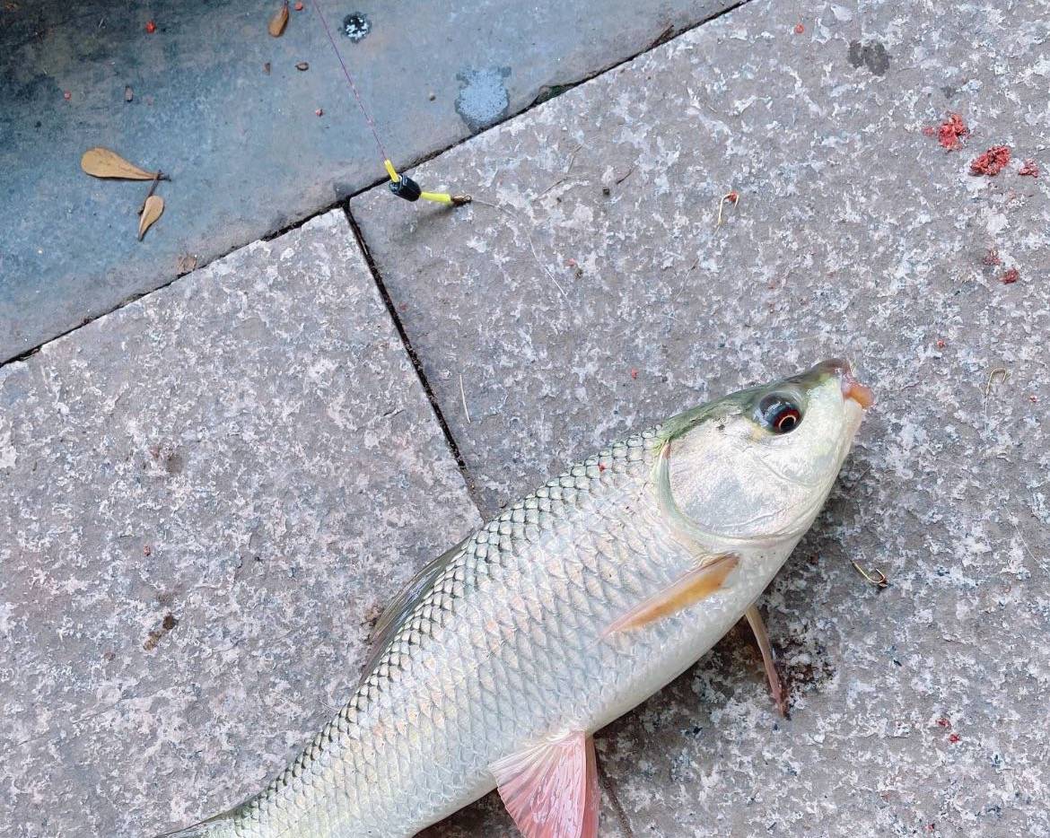 |之前看好的都是早上涨水，奈何今天又变了，但是我可以克服