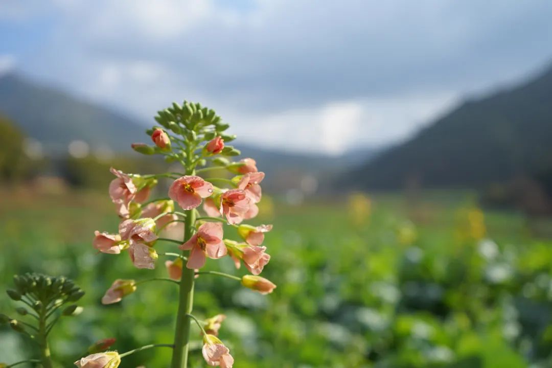 温泉|温泉甸中村：天然氧吧走出深闺
