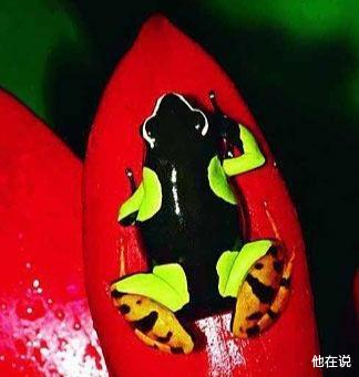 动物和植物界的十大\毒王\,见了千万要躲开