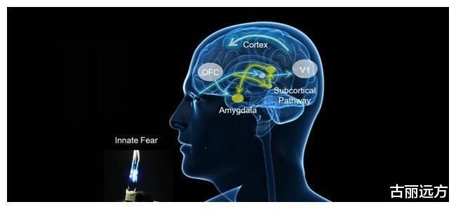人类为何这么怕蛇?科学家将婴儿和蛇关进一个房间后,找到了答案