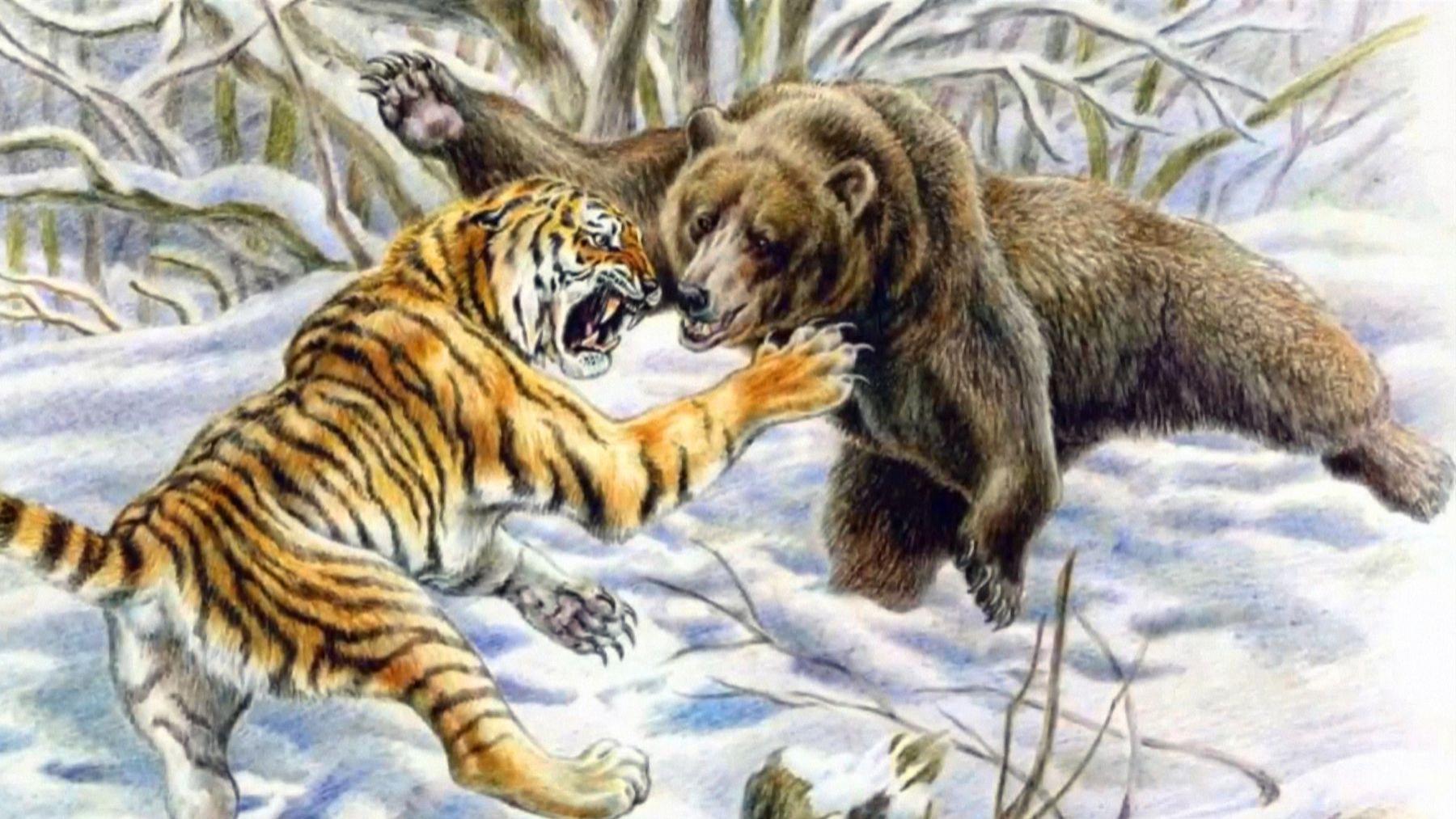熊虎之争：传奇虎王黛尔曾捕食8头棕熊，东北虎真是棕熊的天敌吗