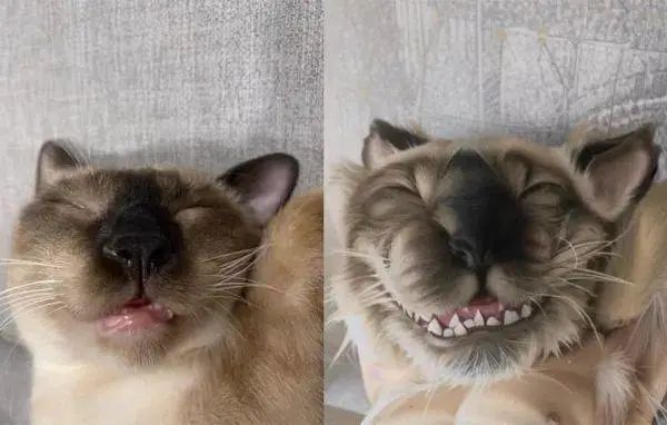 听说AI绘画挺火，于是拿自家猫照片一试后……果然暴露了！