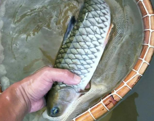 |体型似草鱼,曾经默默无闻,今在钓友圈火了,被称为“淡水之王”