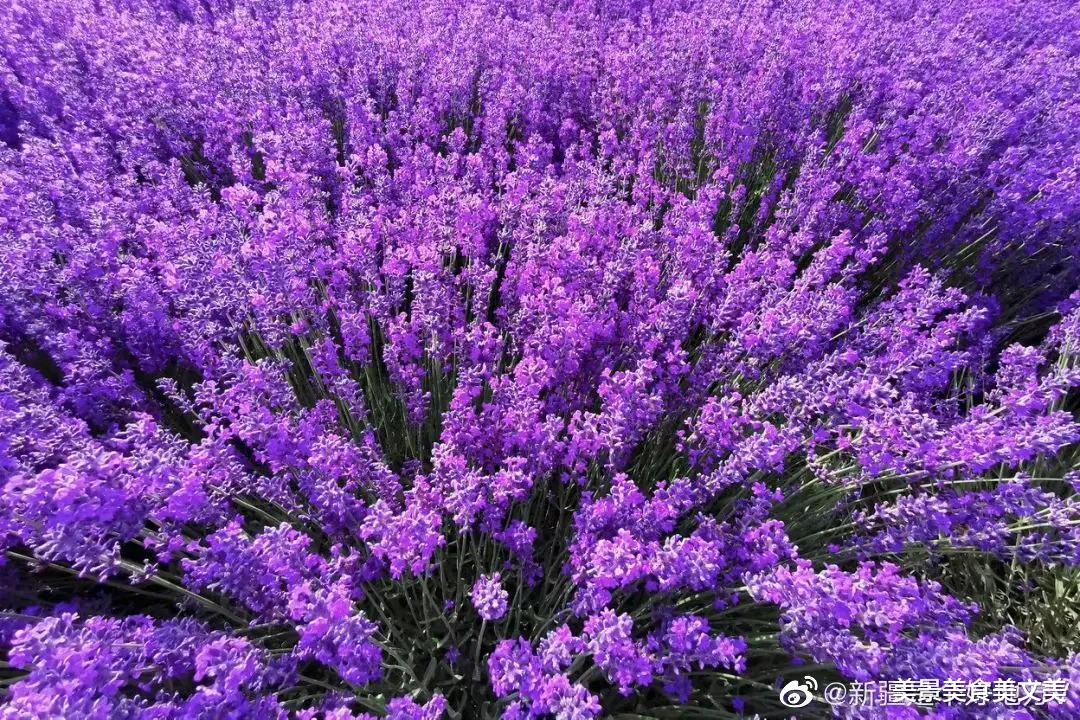 美丽|薰衣草花开的季节，是紫色的季节，是浪漫的季节