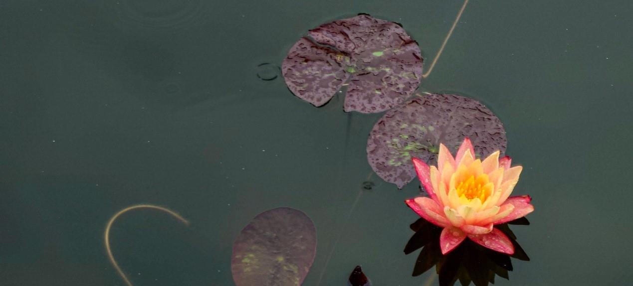 debian|掌上微单 索尼Xperia 1 IV试用体验