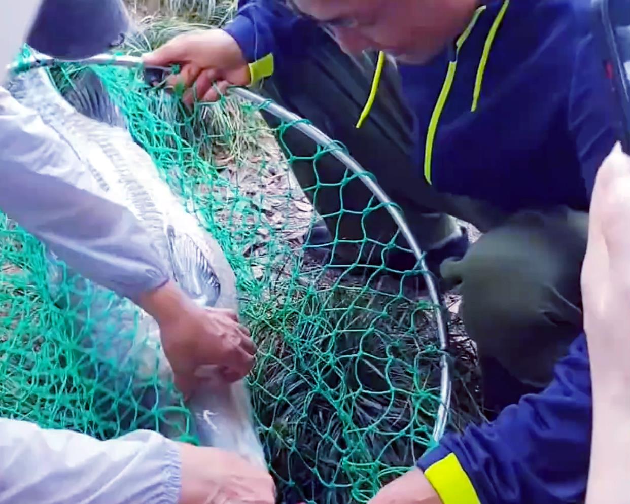 魔兽世界|大爷在西湖苏堤钓获大青鱼，三人抬着匆匆离去，网友猜测没钓鱼证