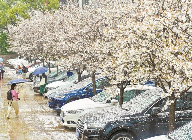 桐城|暴风雨或是“保鲜剂”:赏完早樱飞雪 还有晚樱花海