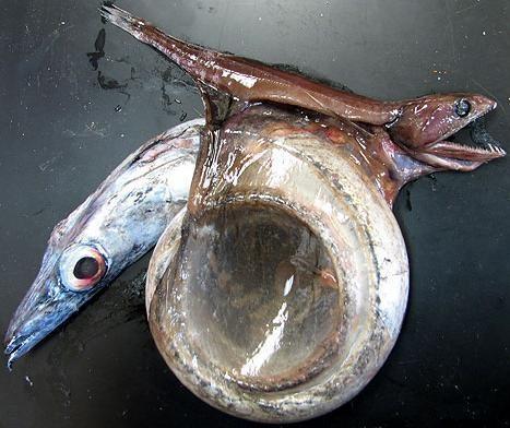 海底一万米会有巨型生物存在吗?科学探索给出答案:不可能