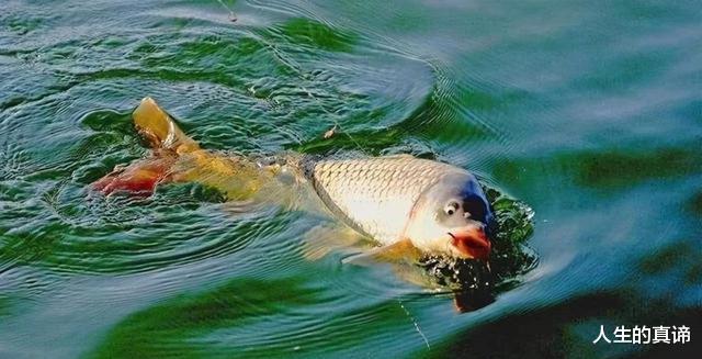 |钓鲤鱼只需抓三种吃口动作即可?深度解析鲤鱼吃饵咬钩漂相