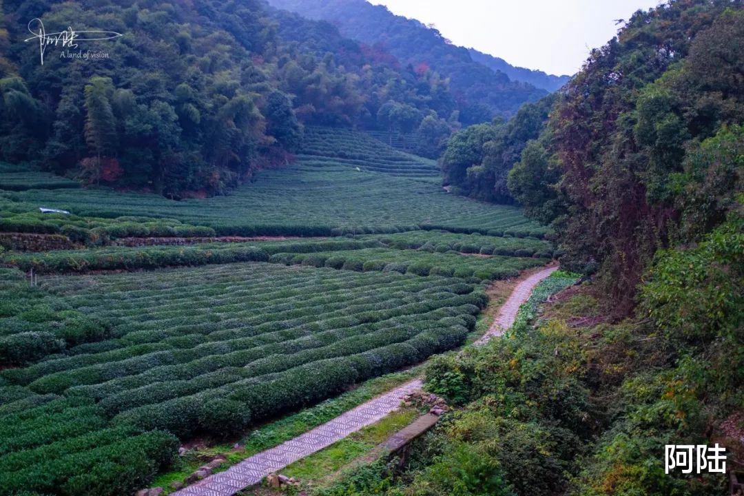 武功山|杭州真正的白云深处其实在天竺山旁边，还是非常有名的龙井茶基地