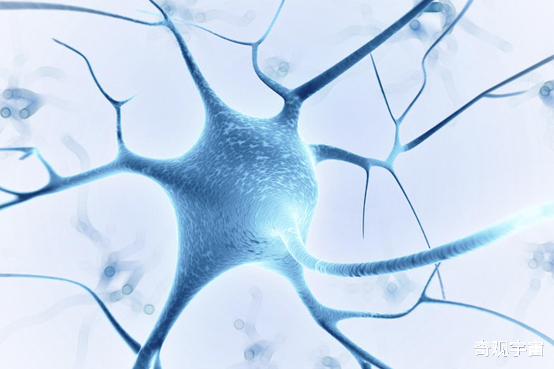 用左手刷牙可以变得更聪明?科学研究发现,大脑神经元会再次生长
