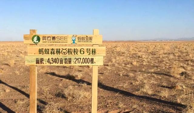 path|马云承诺每年在沙漠种1亿棵树，6年时间过去了，他兑现了吗？