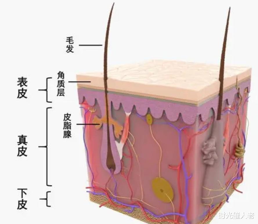 巴斯德:拯救人数最多的科学家,功德无量,首次治愈了狂犬病