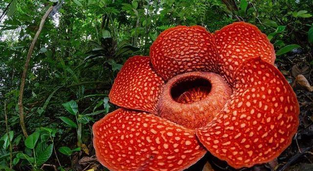 食人花真的存在吗?它真的能吃人吗?为什么?
