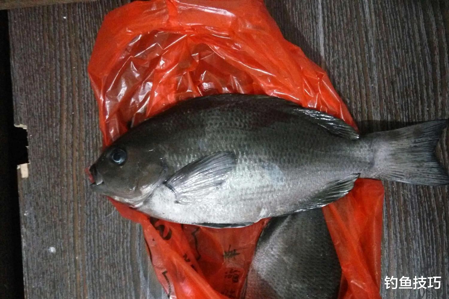 海鱼|如何钓黑毛鱼?黑毛鱼喜欢吃什么?黑毛鱼的摄食习性和垂钓技巧