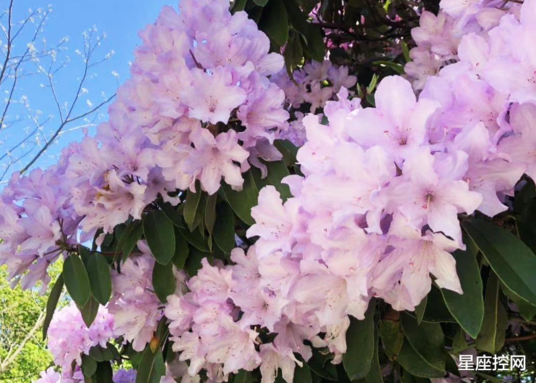 白羊座|哪几个月份出生的人,好事不会少,事业一直在突破,享受发展红利