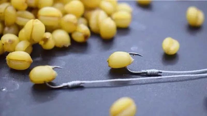 |挂钩麦粒，最容易上鱼的三种方法，从此你会爱上用麦粒钓鱼