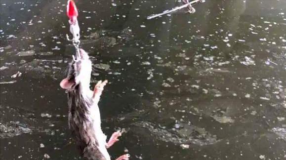 |男子户外钓鱼,意外收获4腿长尾“怪物”,网友:见过钓骨灰盒吗