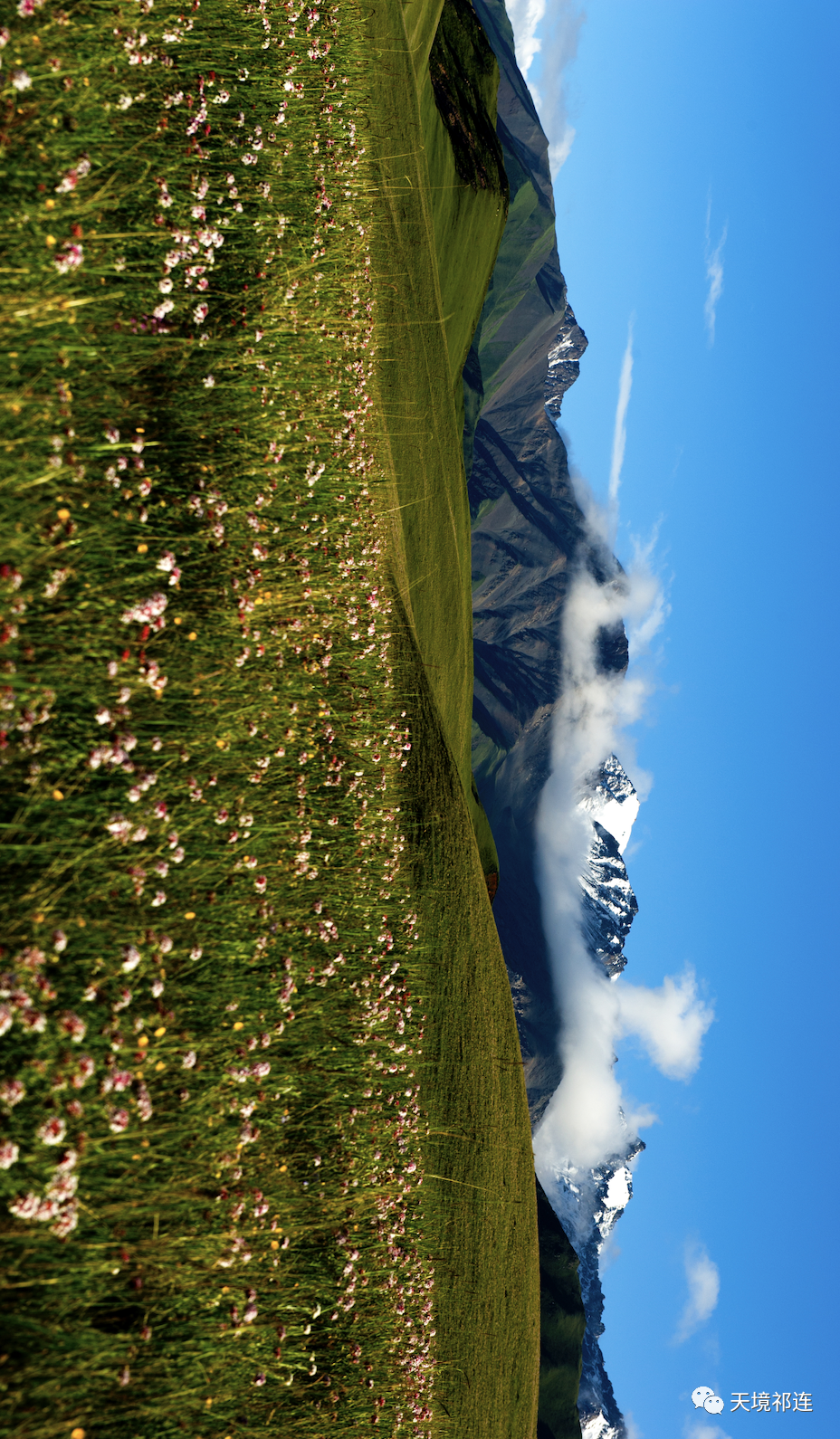 油菜花|误闯入一片祁连花“海”,被卓尔山下这片油菜花田美醉了!