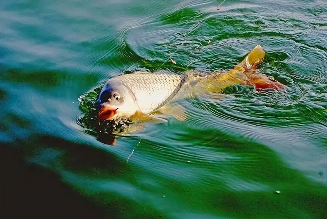 |春末夏初野钓鲫，改变“4个思路”，学会了斤鲫连竿更容易