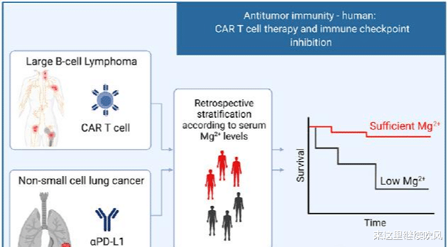 Cell：无论抗癌，还是抗感染，强大的免疫系统需要“镁”力！