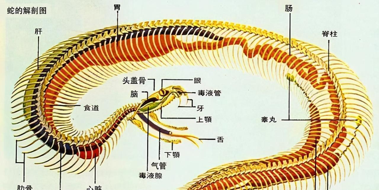 实验证明:蛇泡在酒中很快会死!为何还频繁“复活”咬伤人类?