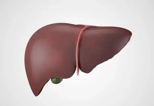 肝脏|肝脏检查需要看哪些指标呢?