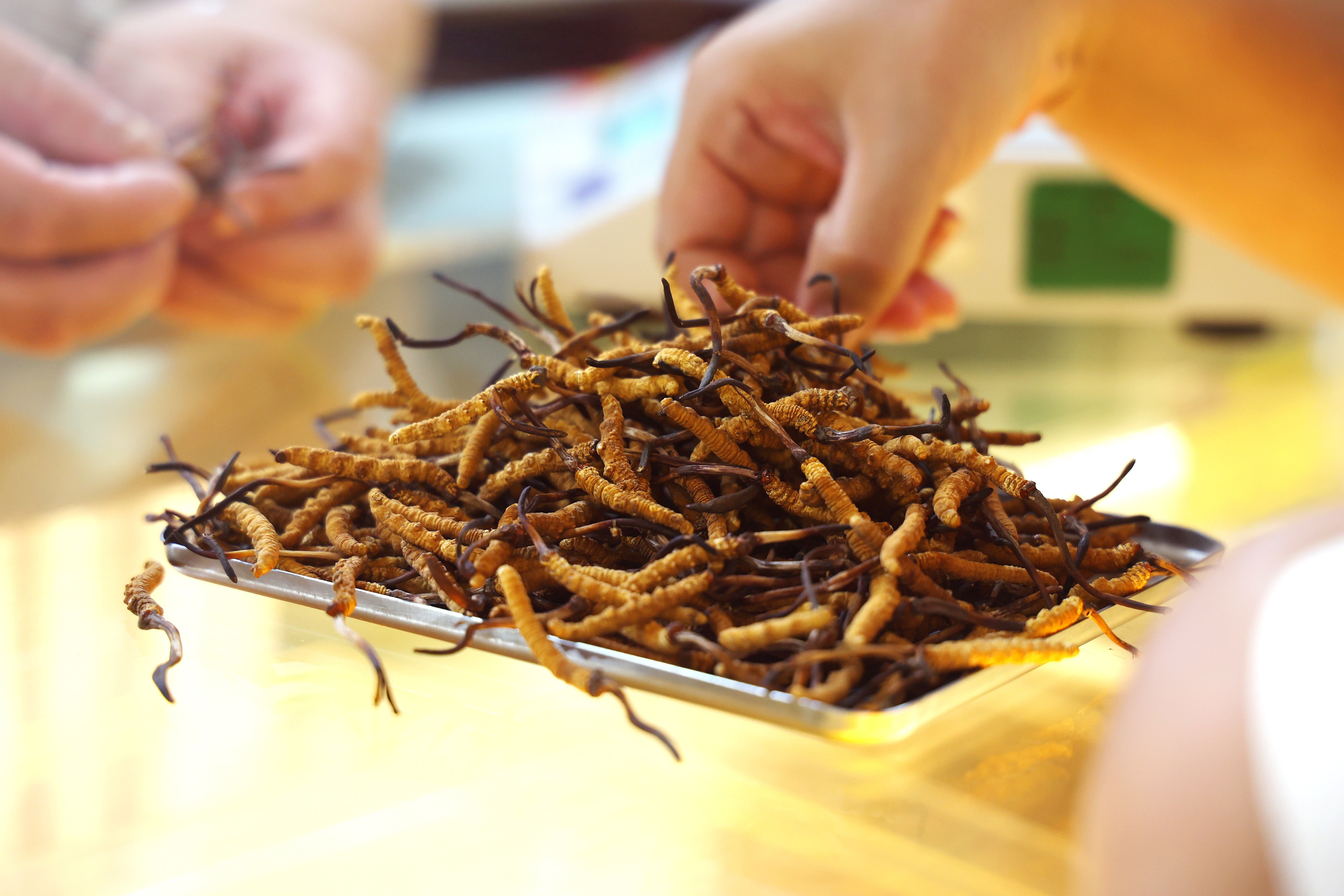 枸杞|冬虫夏草可以和枸杞一起泡水喝吗