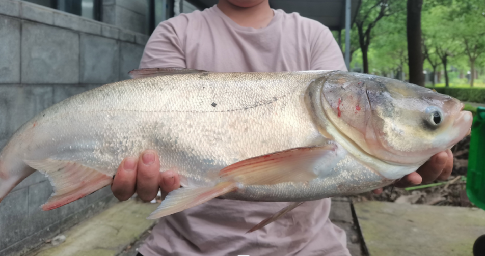 暴雨|下雨天能不能钓鱼,抓住三个时机,鱼情好过夜钓