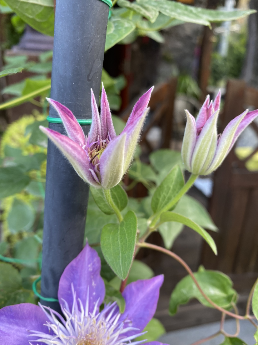 封闭阳台想要变大花墙,养4种爬藤花,半年变花墙,开花比月季美