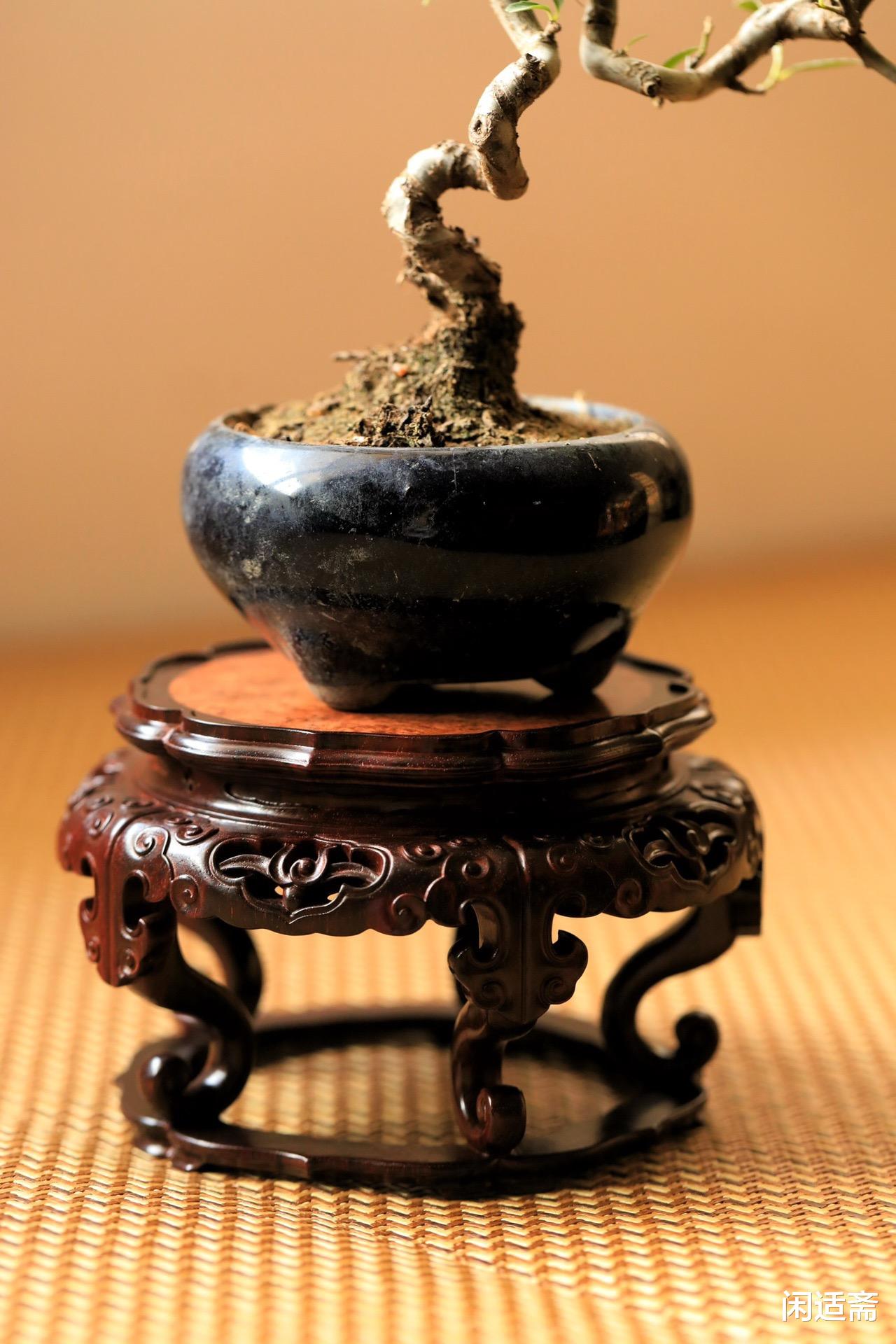 紫檀|东方精美器物，紫檀带托泥如意高足几座