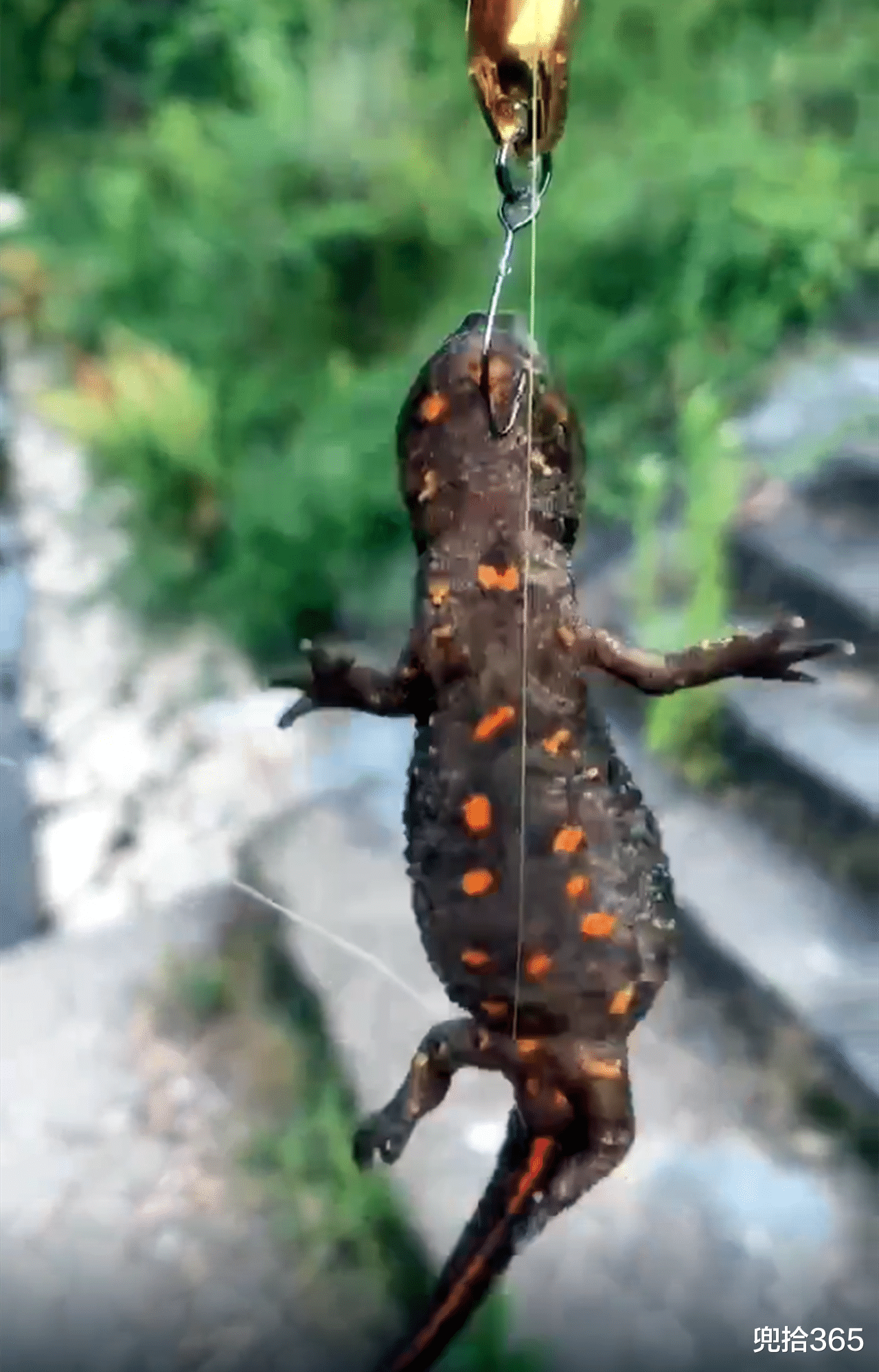 饵料|男子野钓收获“四脚生物”,得知身份后赶紧放生,网友:算你聪明