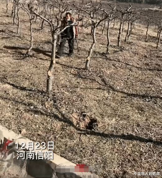 河南信阳:女子在别人果园里放羊,男子发现树叶被啃驱赶羊群,女子称把羊打坏要报警